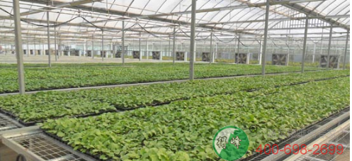 薄膜连栋智能温室(图7)